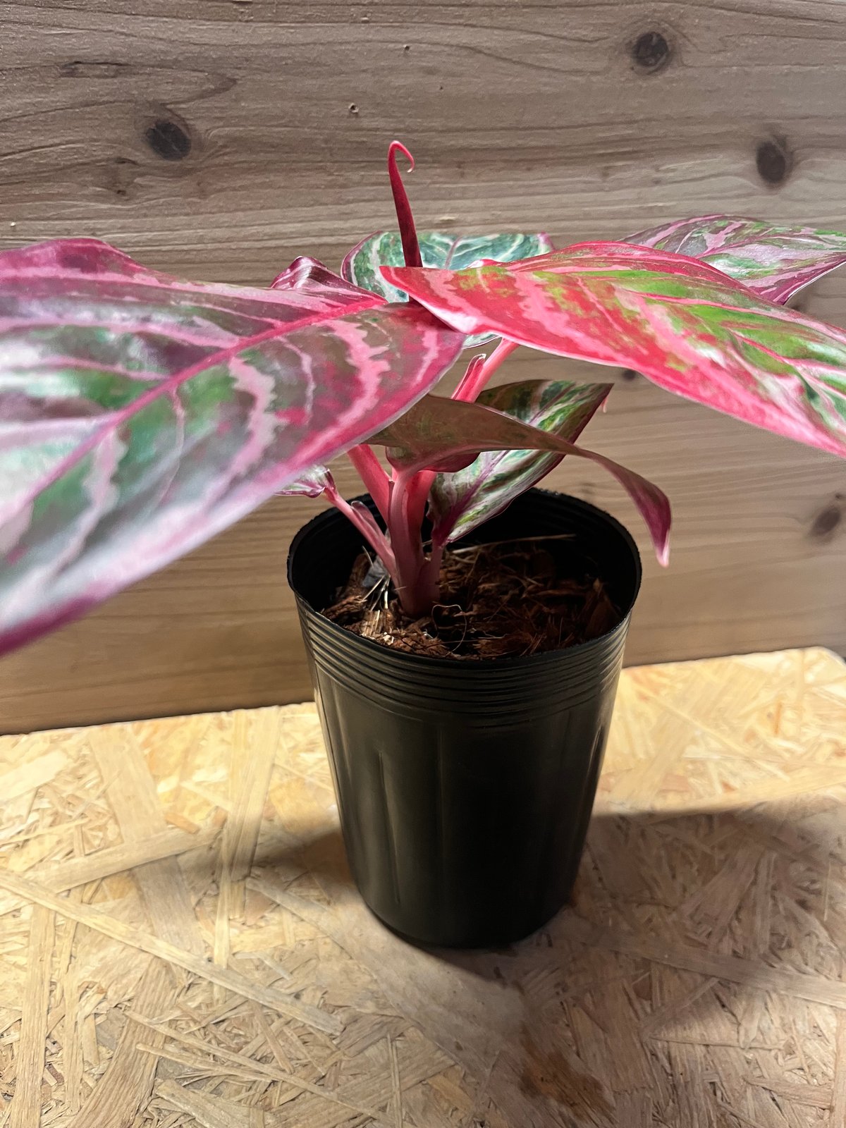 アグラオネマ 'レッドエメラルドドラゴン' | GREEN LUCK