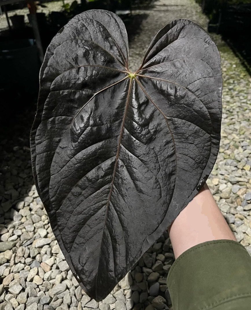 アンスリウム クイーンオブハーツ | GREEN LUCK