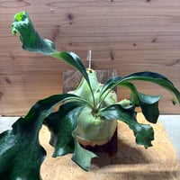 ビカクシダ　ヒリー　'ストーム'