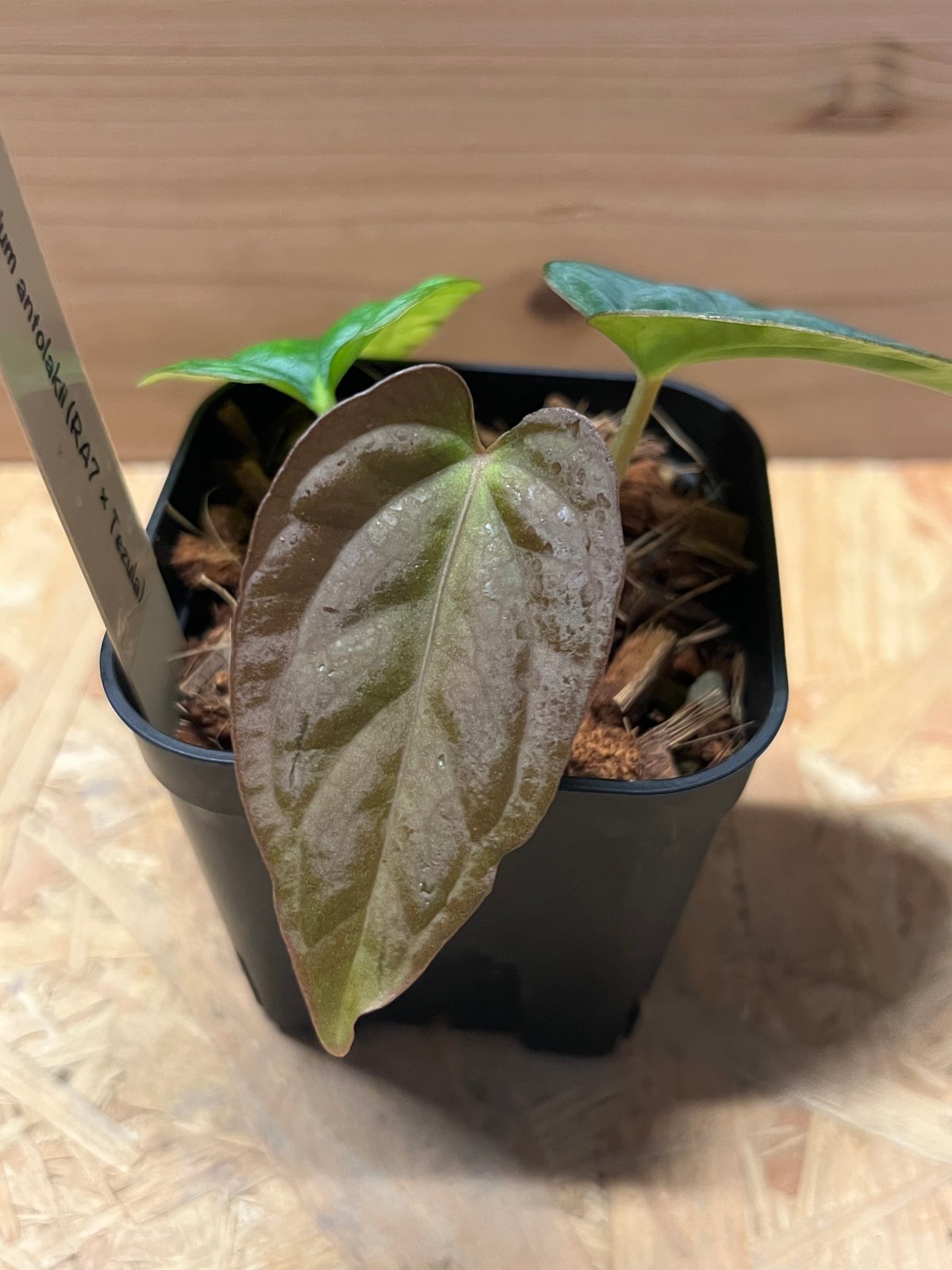 アンスリウム アントラキー （RA7×tezula） | GREEN LUCK