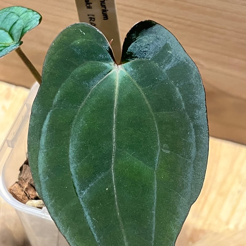 アンスリウム　fortsherman x antolakii 最終値下げ 🩷🤍Anthurium 'Scarlet' x self（S1）🤍🩷 Created by