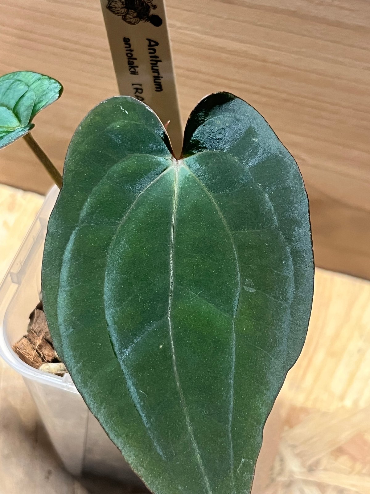 アンスリウム アントラキー（RA7）×レッドダークフェニックス | GREEN LUCK