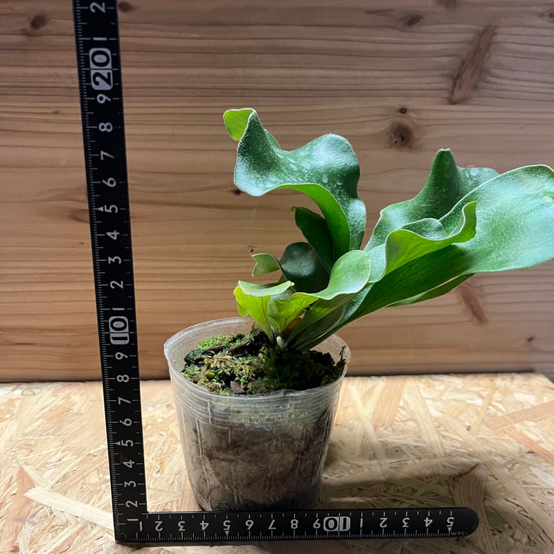 ビカクシダ　ヒリードラゴン　親株 ビカクシダ P.hillii cv.Dragon ヒリー ドラゴン🌱 | plants naro