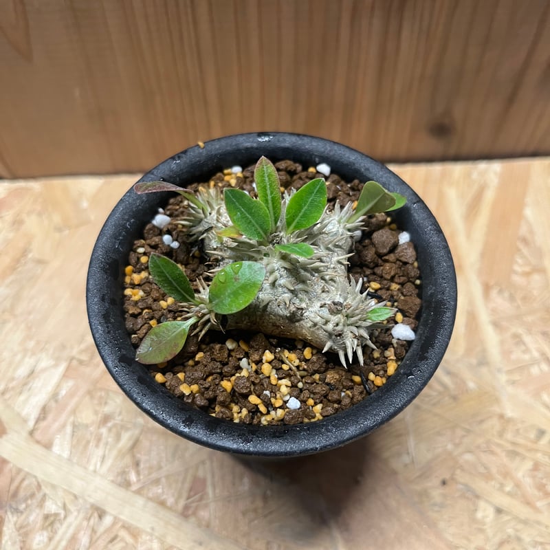 パキポディウム ブレビカウレ 恵比寿笑い | GREEN LUCK