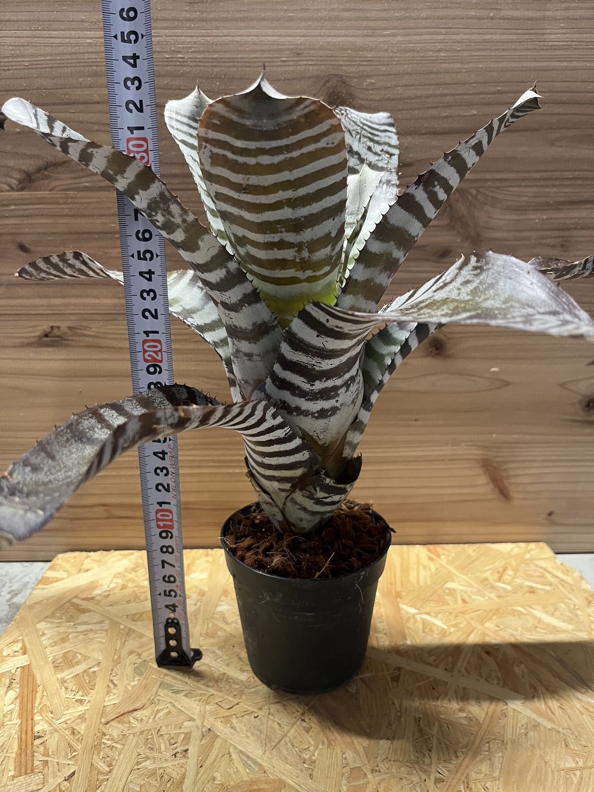 エクメア　チャンティニー　ブラックアイス エクメア チャンティニー ブラックアイス 2 Aechmea chantinii