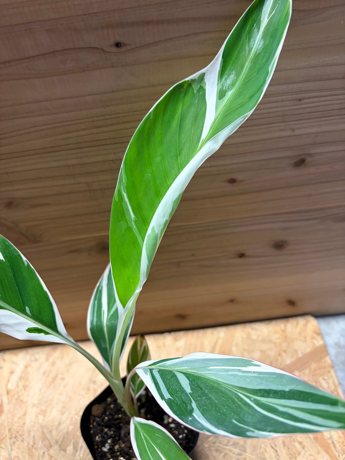 希少　斑入りバナナ　ムサアエアエ ムサ アエアエ(Musa Aeae) 斑入りバナナ | 希少植物の販売