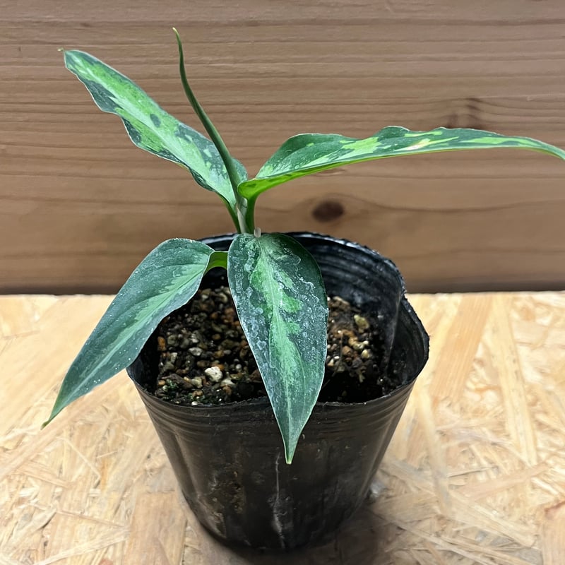 アグラオネマ ピクタム トリカラー エウレカ | GREEN LUCK