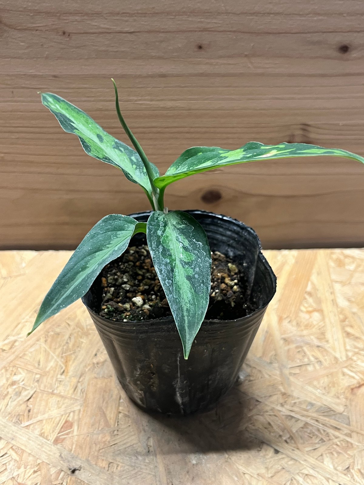 アグラオネマ ピクタム トリカラー エウレカ | GREEN LUCK