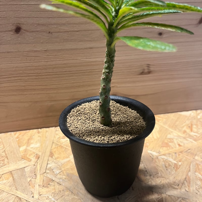 ドルステニア ギガス | GREEN LUCK