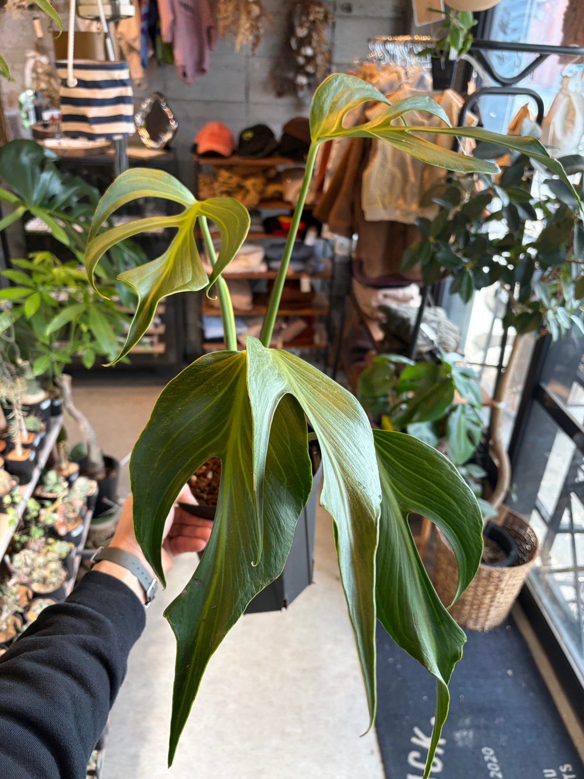 モンステラ 'バールマルクスフレーム' | GREEN LUCK