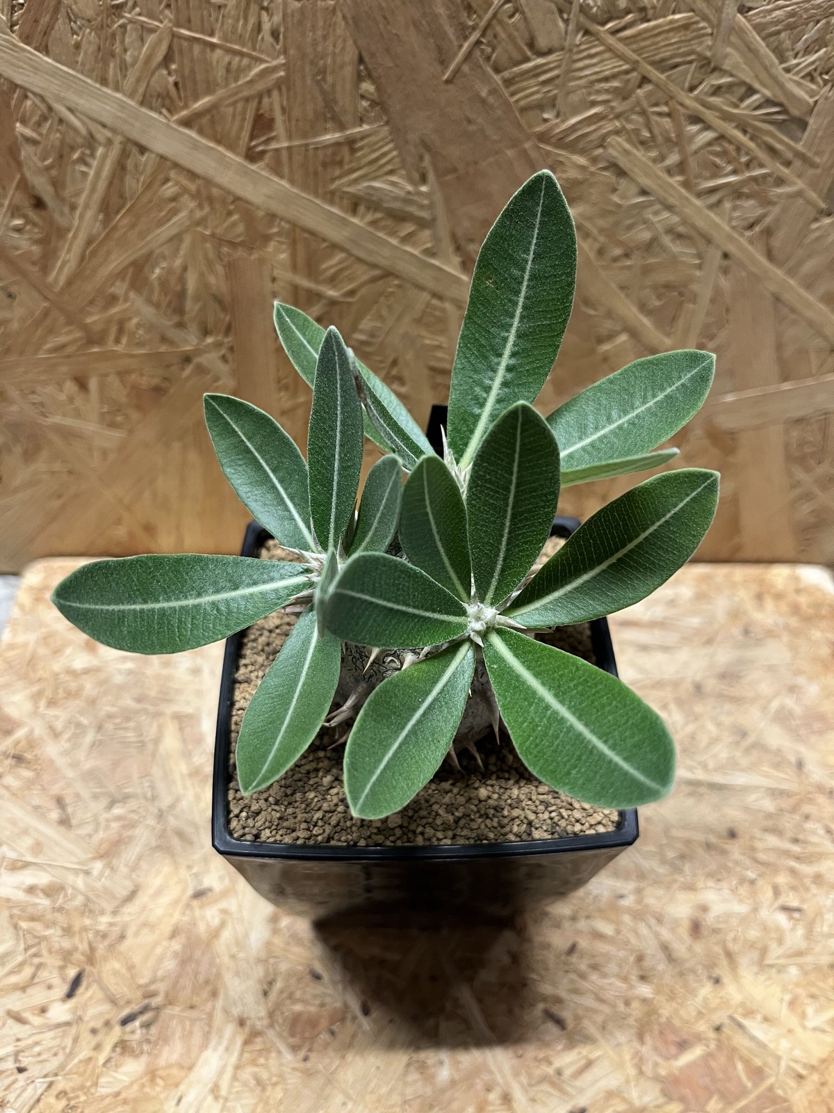 パキポディウム 恵比寿大黒 | GREEN LUCK