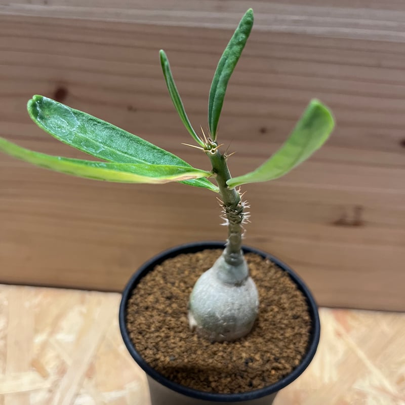 パキポディウム　ビスピノーサム　現地球 植物×鉢】パキポディウム ビスピノーサム 現地級 大株
