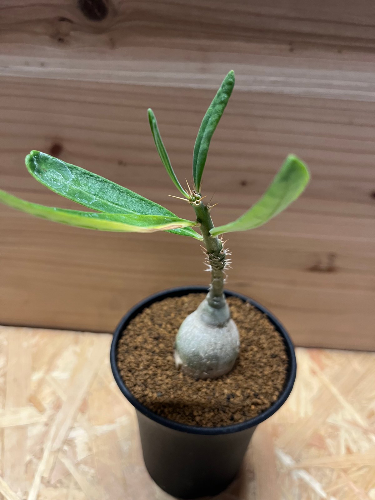 パキポディウム ビスピノーサム | GREEN LUCK