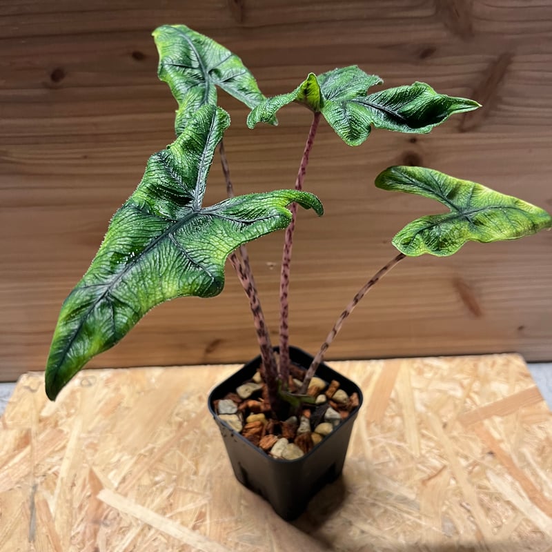 アロカシア ジャクリン | GREEN LUCK