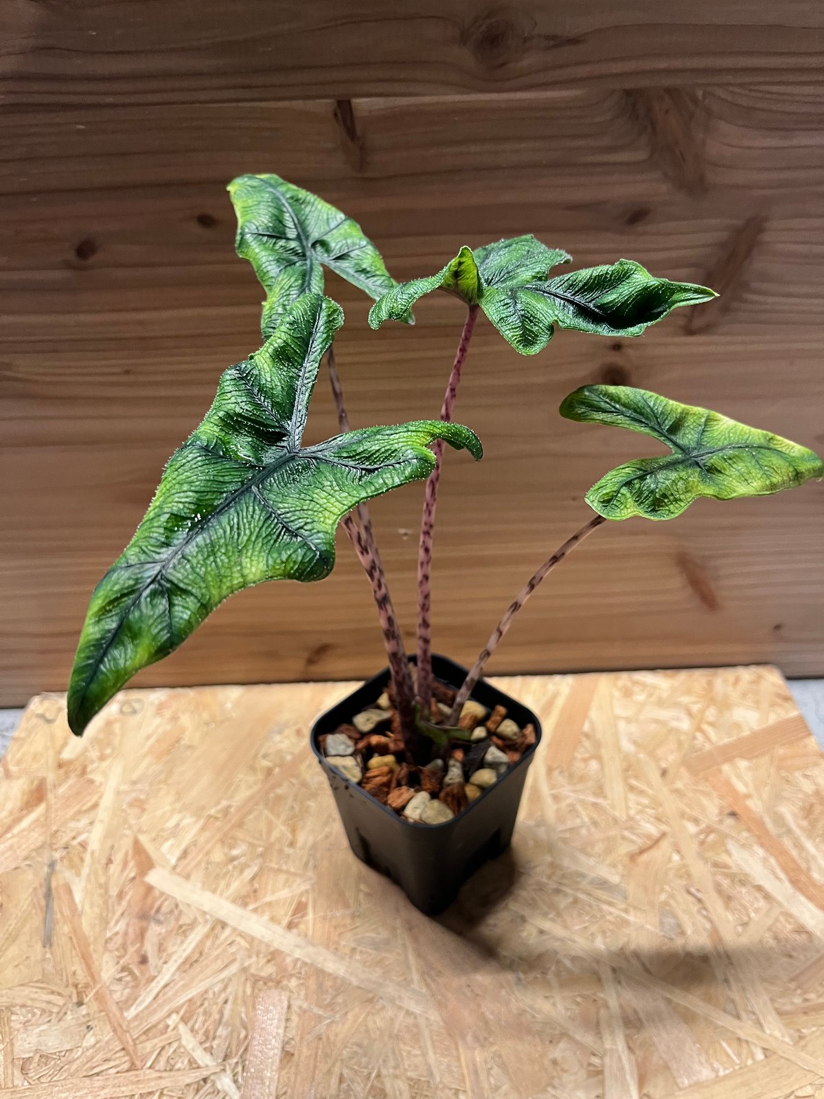 アロカシア ジャクリン | GREEN LUCK