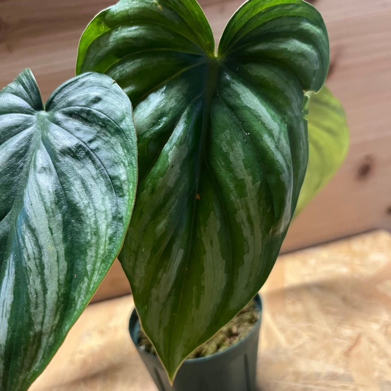 フィロデンドロン プロウマニー ウォーターメロン | GREEN LUCK