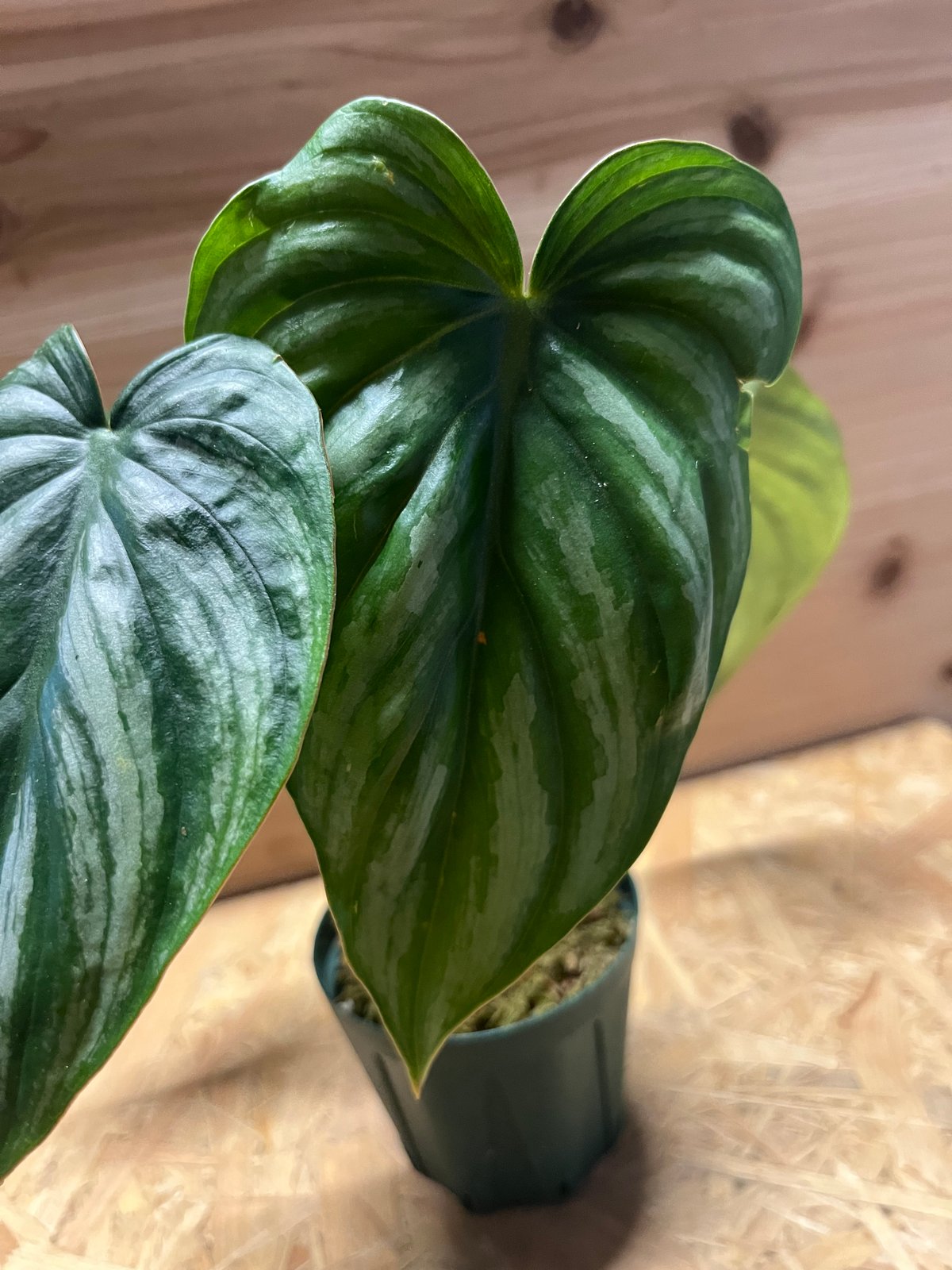 専用happymaechanさん フィロデンドロンプロウマニーブラックフェイス M】フィロデンドロン プロウマニーブラックフェイス/Philodendron