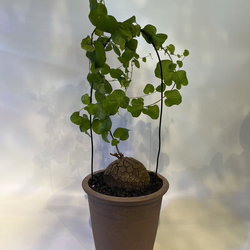 亀甲竜 ディオスコレアエレファンティペス×伝市鉢 | GREEN LUCK