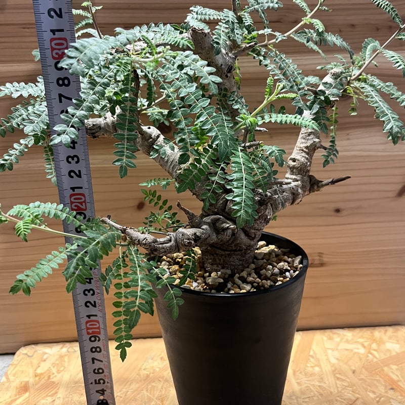 ボスウェリア ネグレクタ | GREEN LUCK