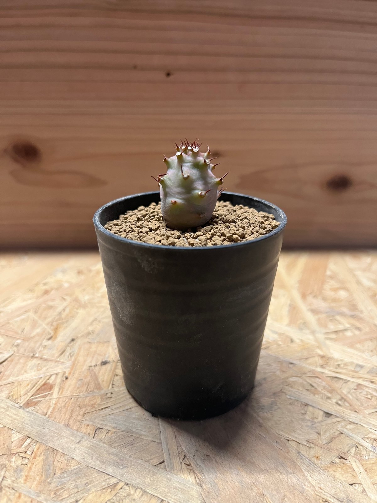 ユーフォルビア パキポディオイデス | GREEN LUCK