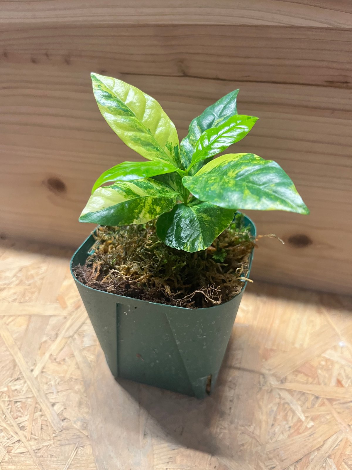 コーヒーの木 斑入り | GREEN LUCK