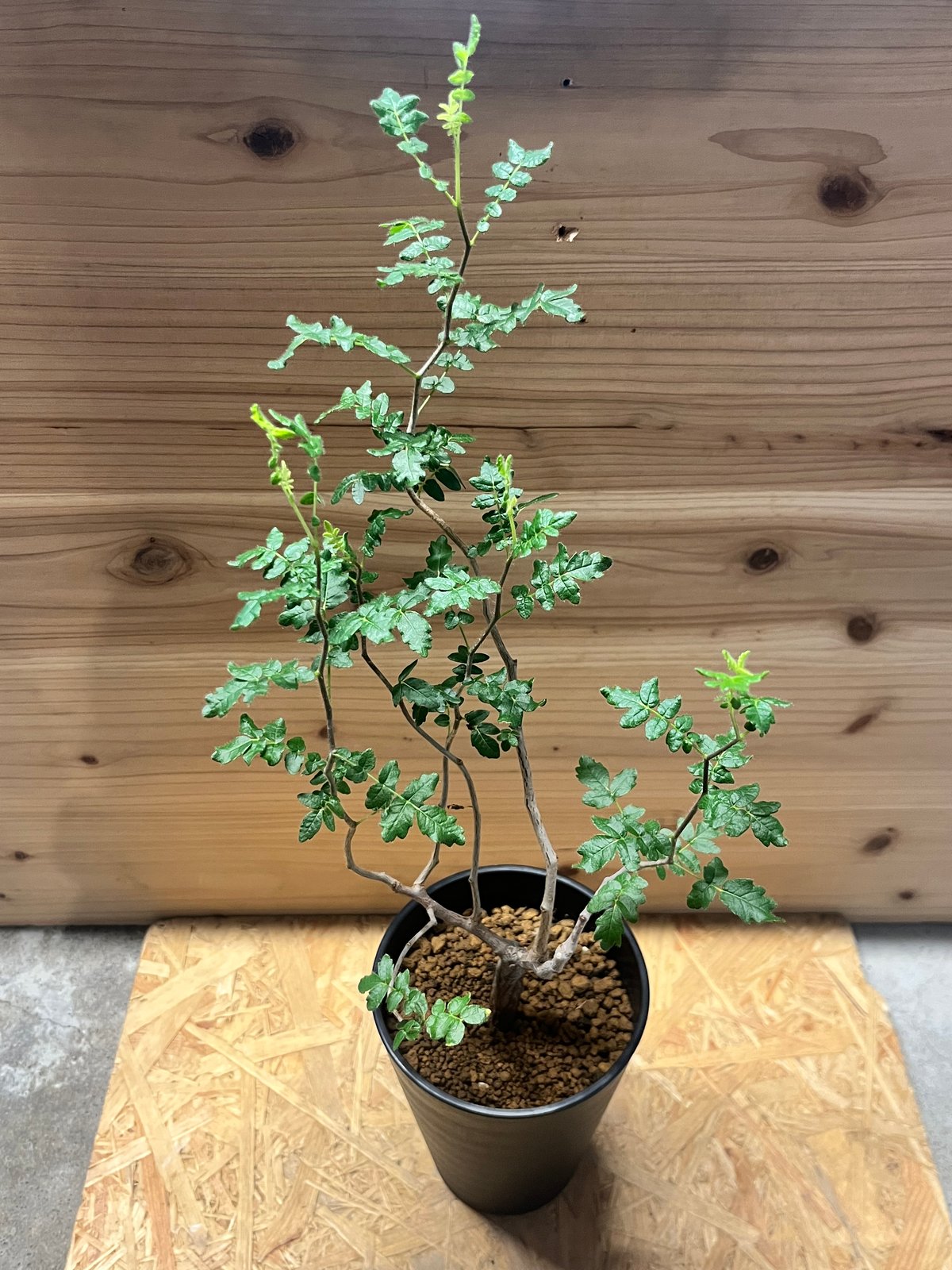 コミフォラ☆モンストローサ コミフォラ・モンストローサ | R_Plants.ONLINE
