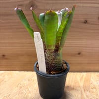 モンステラ デリシオーサ 'ユニアエ' | GREEN LUCK