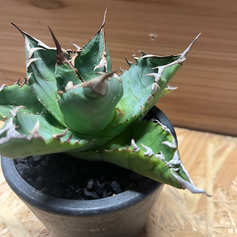 素晴らしい Agave ノーネーム アガベチタノタ titanota 植物/観葉植物