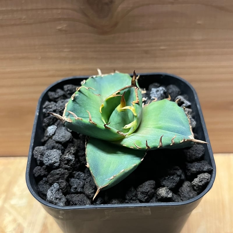 アガベ チタノタ 'NO NAME' | GREEN LUCK