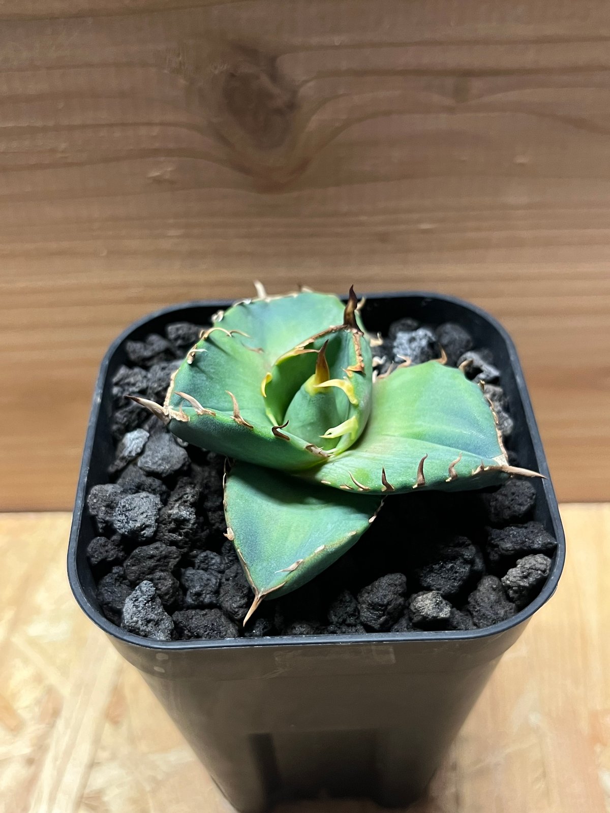 アガベ チタノタ 'NO NAME' | GREEN LUCK