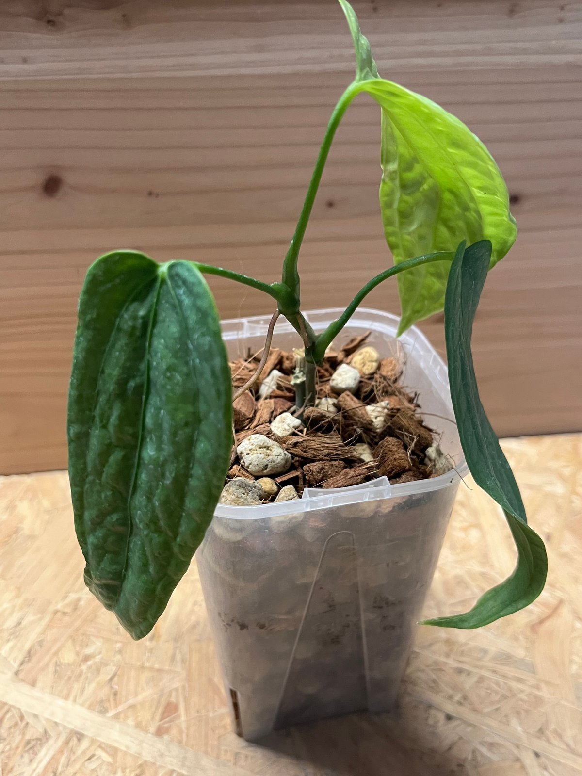 ❶ アンスリウム ペンデュリフォリウム レア品種 ➁ アンスリウム ペンデュリフォリウム レア品種 アンスリウムペンデュ