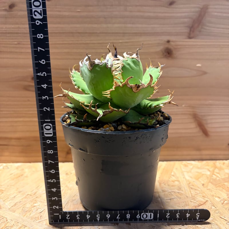 アガベ チタノタ 'フィリグリー' | GREEN LUCK