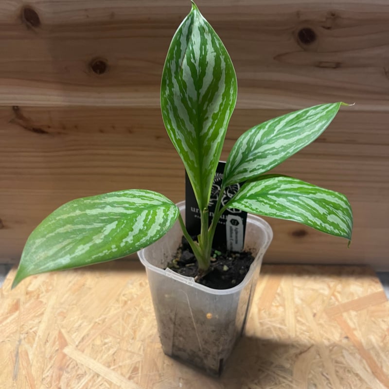 アグラオネマ ニティドゥム カーティシー | GREEN LUCK