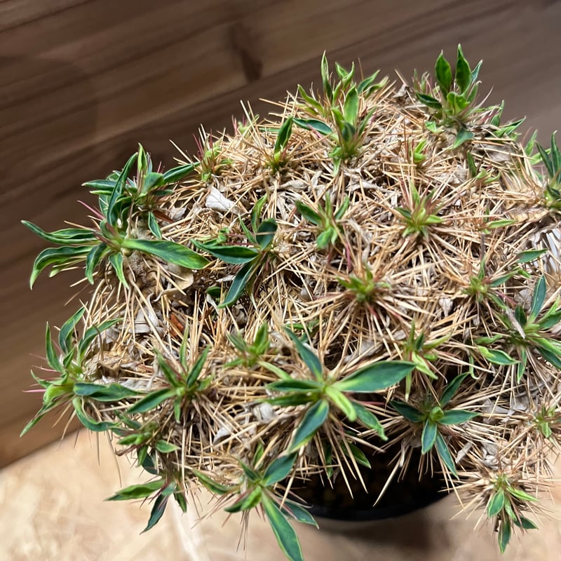 ユーフォルビア　ギラウミニアナ　国内実生 国内実生株】 Euphorbia guillauminiana ユーフォルビア