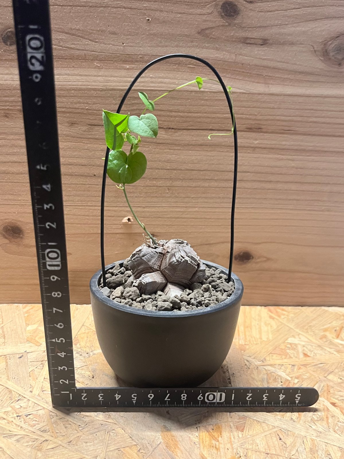 ディオスコレア エレファンティペス 亀甲竜 | GREEN LUCK