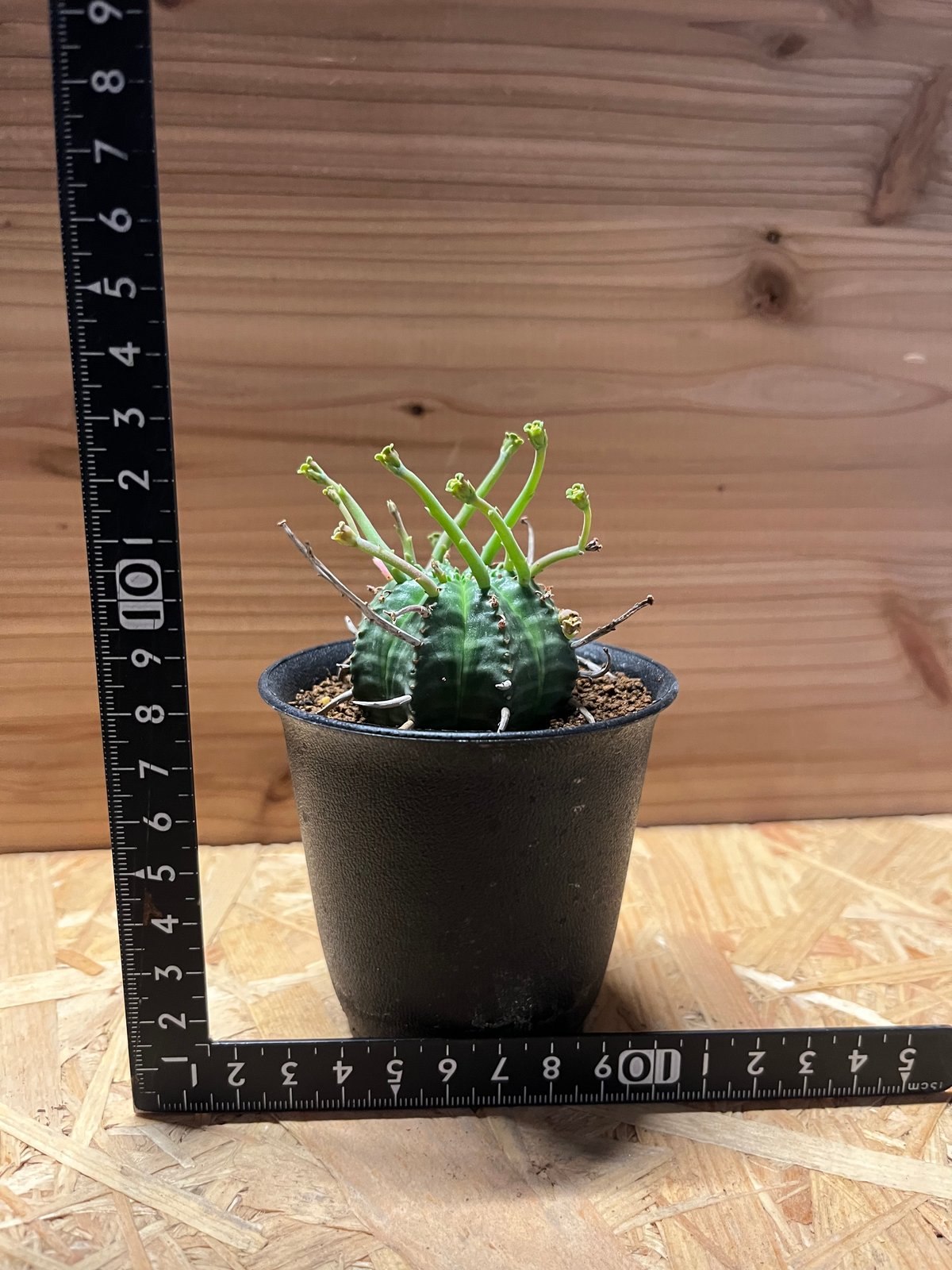 h*9様 ユーフォルビアバリダ　ビンテージ盆栽 ユーフォルビア バリダ/盆栽、多肉植物、塊根植物、観葉植物通販