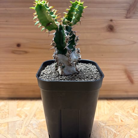 ユーフォルビア　ムランジーナ　neighborhood Euphorbia mlanjeana ユーフォルビア ムランジーナ 発根済現地株 I41 |