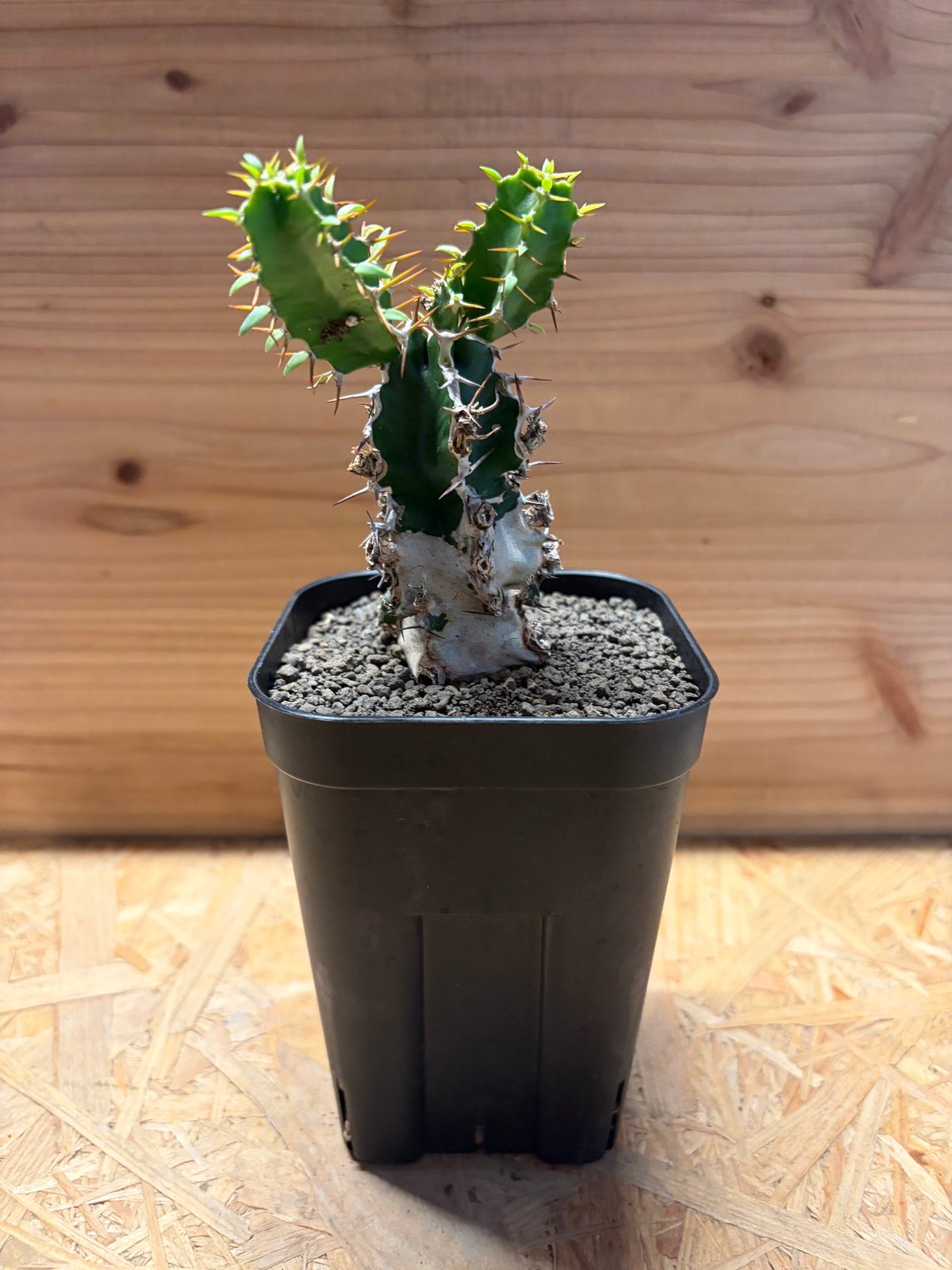 ユーフォルビア ムランジーナ | GREEN LUCK