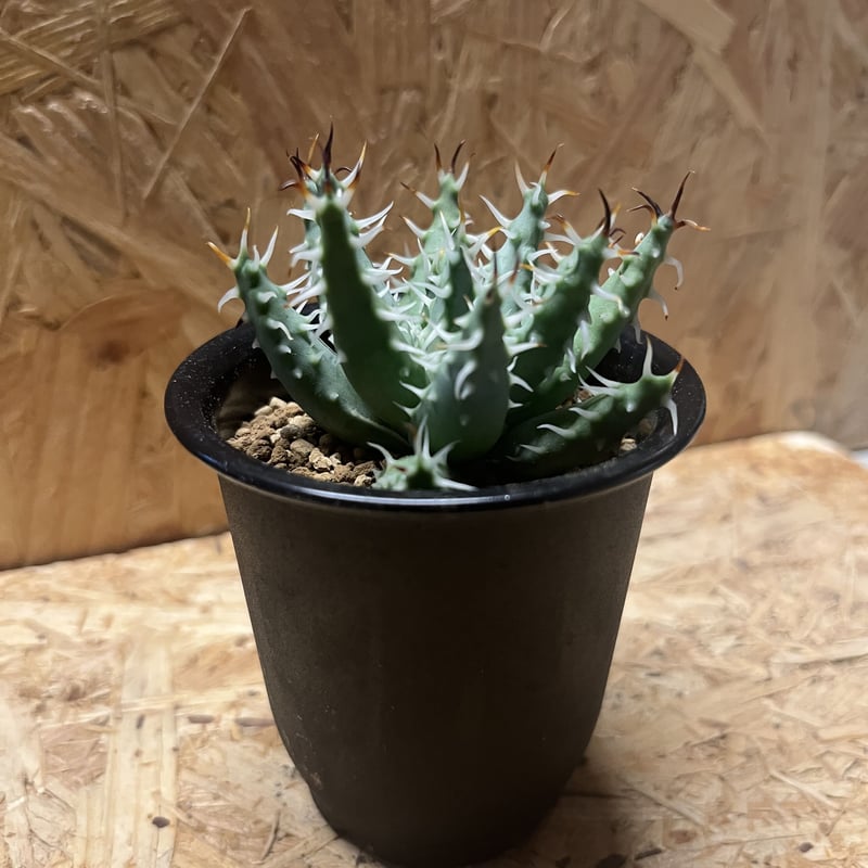 アロエ エリナケア | GREEN LUCK