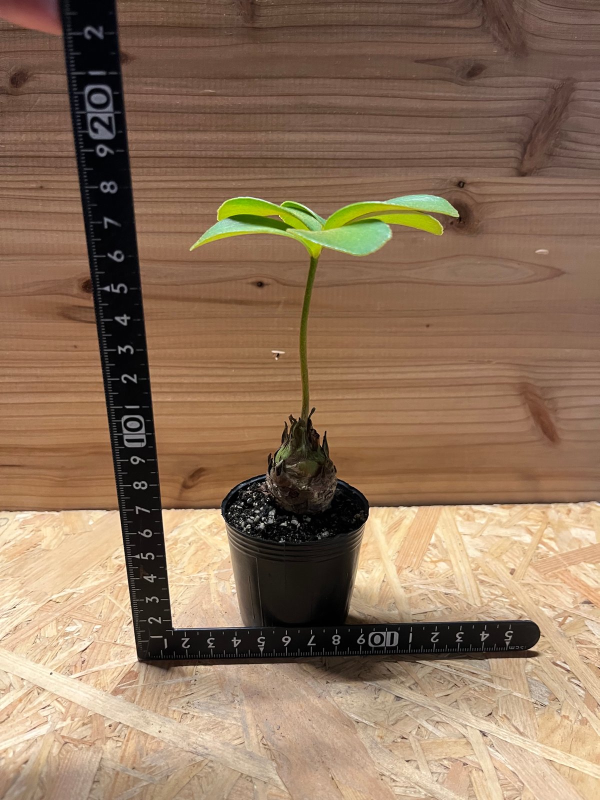 c*n様 ザミアフルフラセア（メキシコソテツ）厳選品　8寸 c*n様 ザミアフルフラセア（メキシコソテツ）厳選品 8寸 - メルカリ