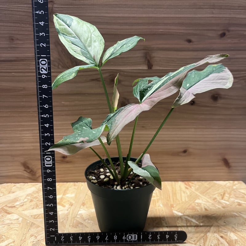 シンゴニウム レッドスポットトリカラー | GREEN LUCK