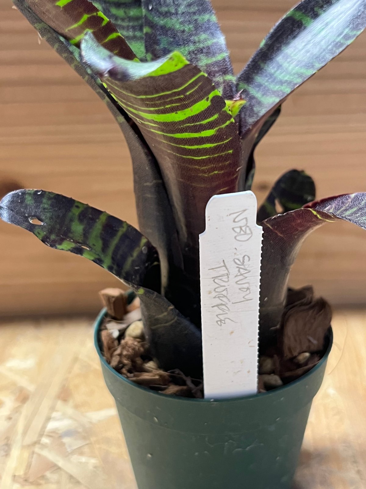 ネオレゲリア サボイトリュフ | GREEN LUCK