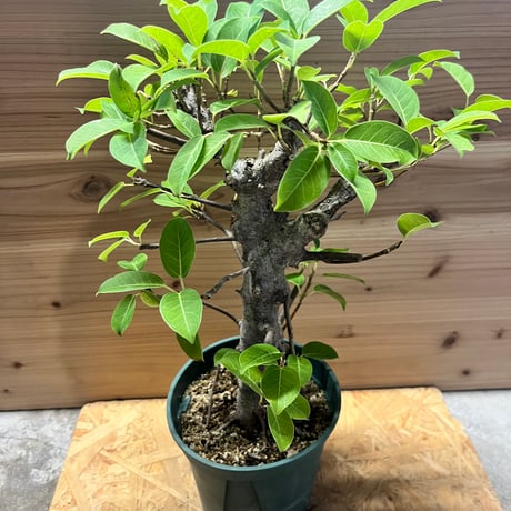 サマーセール。小葉ガジュマル サマーセール。小葉ガジュマル つややかな葉が美しいガジュマル(Gray