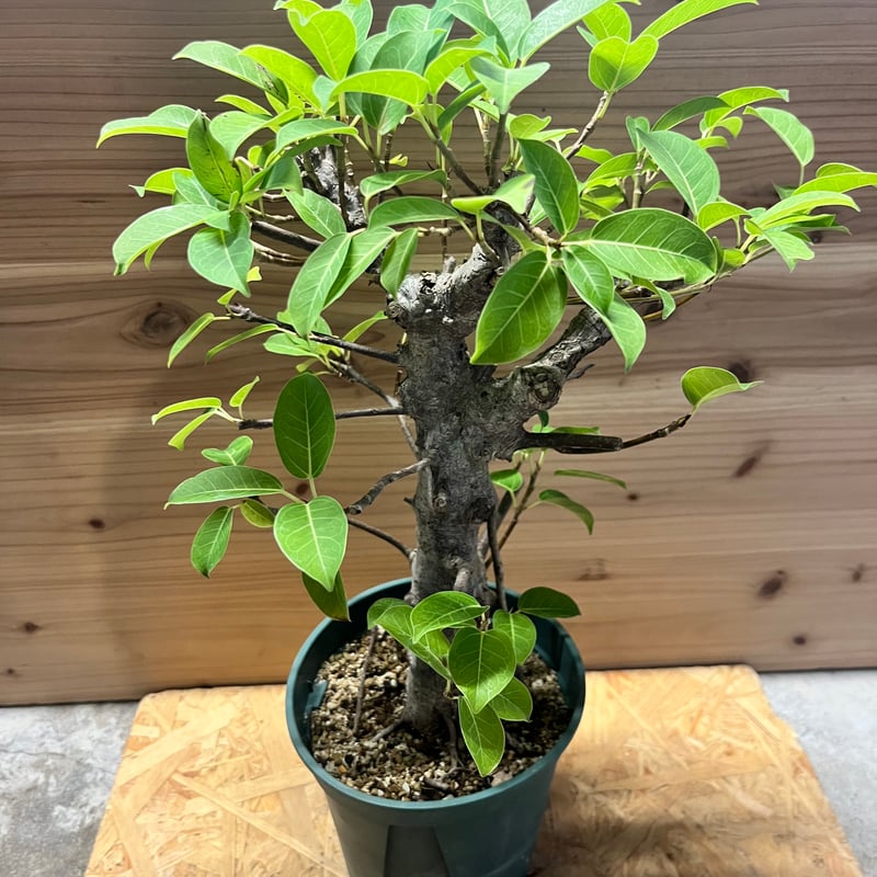 ガジュマル 古木 フィカス ミクロカルパ | GREEN LUCK