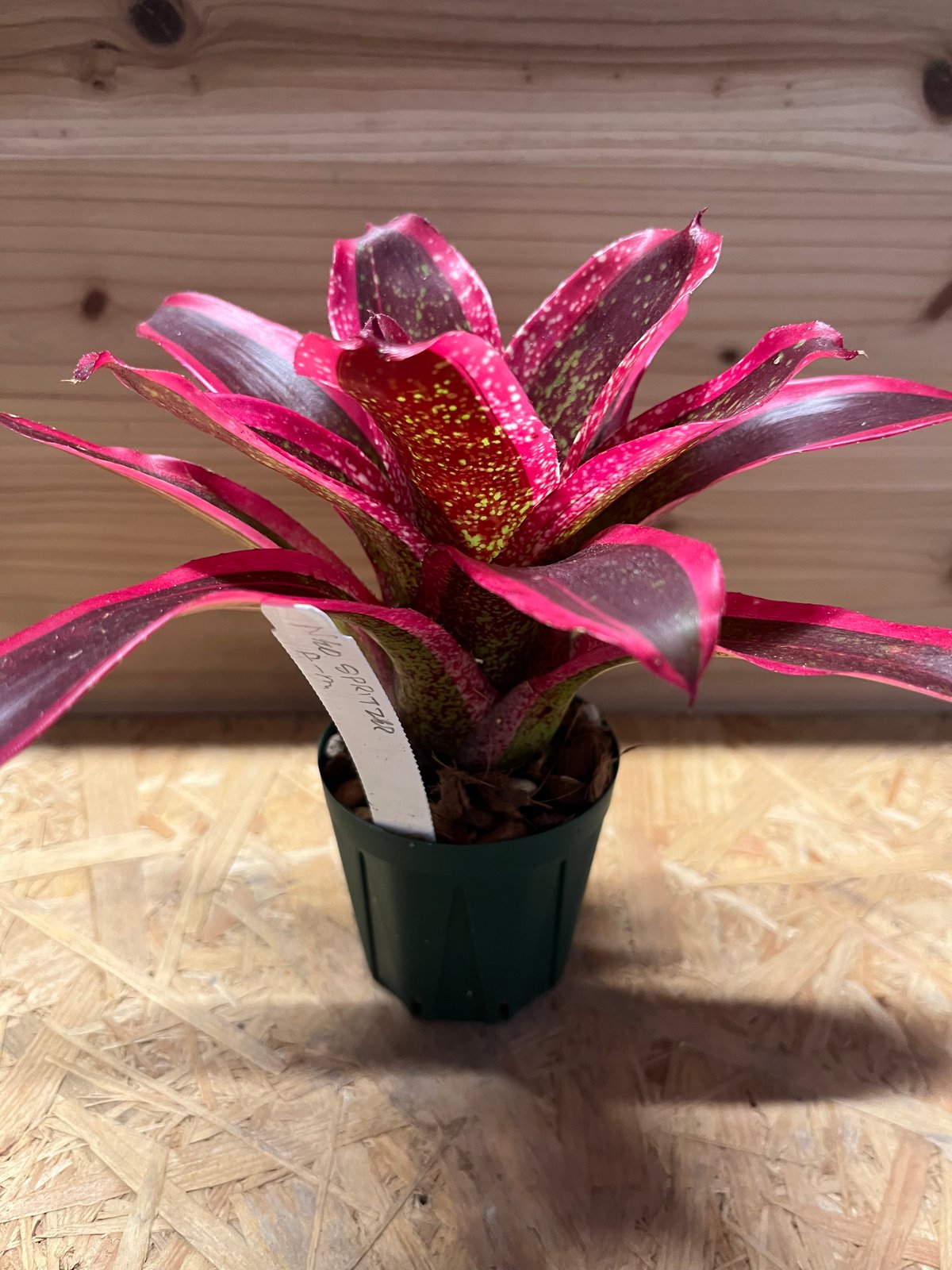 ネオレゲリア スプリッツァー | GREEN LUCK