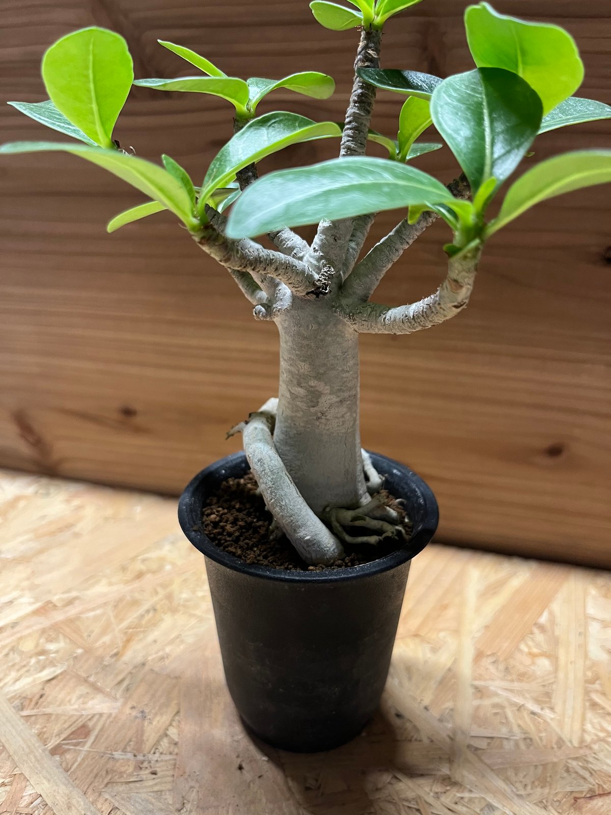 アデニウム アラビカム 観葉植物　 アデニウム アラビカム | GREEN LUCK