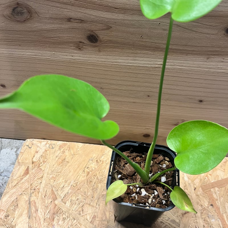 モンステラ デリシオーサ ゴールドリーフ | GREEN LUCK