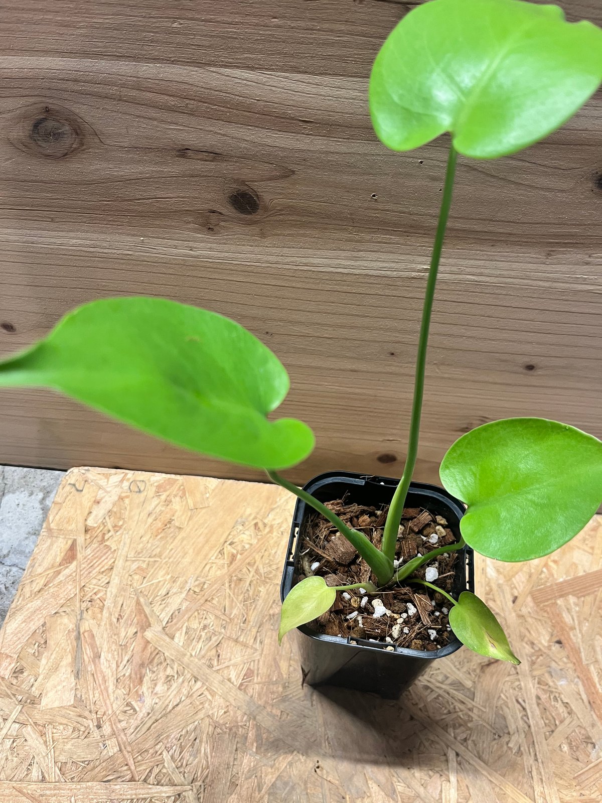 モンステラ デリシオーサ ゴールドリーフ | GREEN LUCK