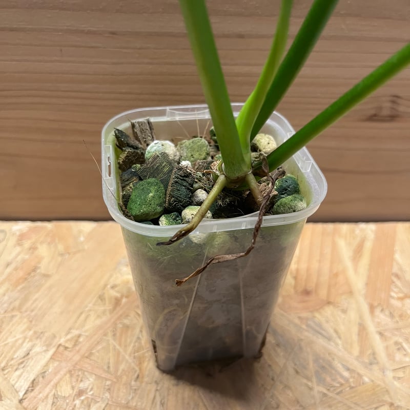 フィロデンドロン ジョーピー | GREEN LUCK