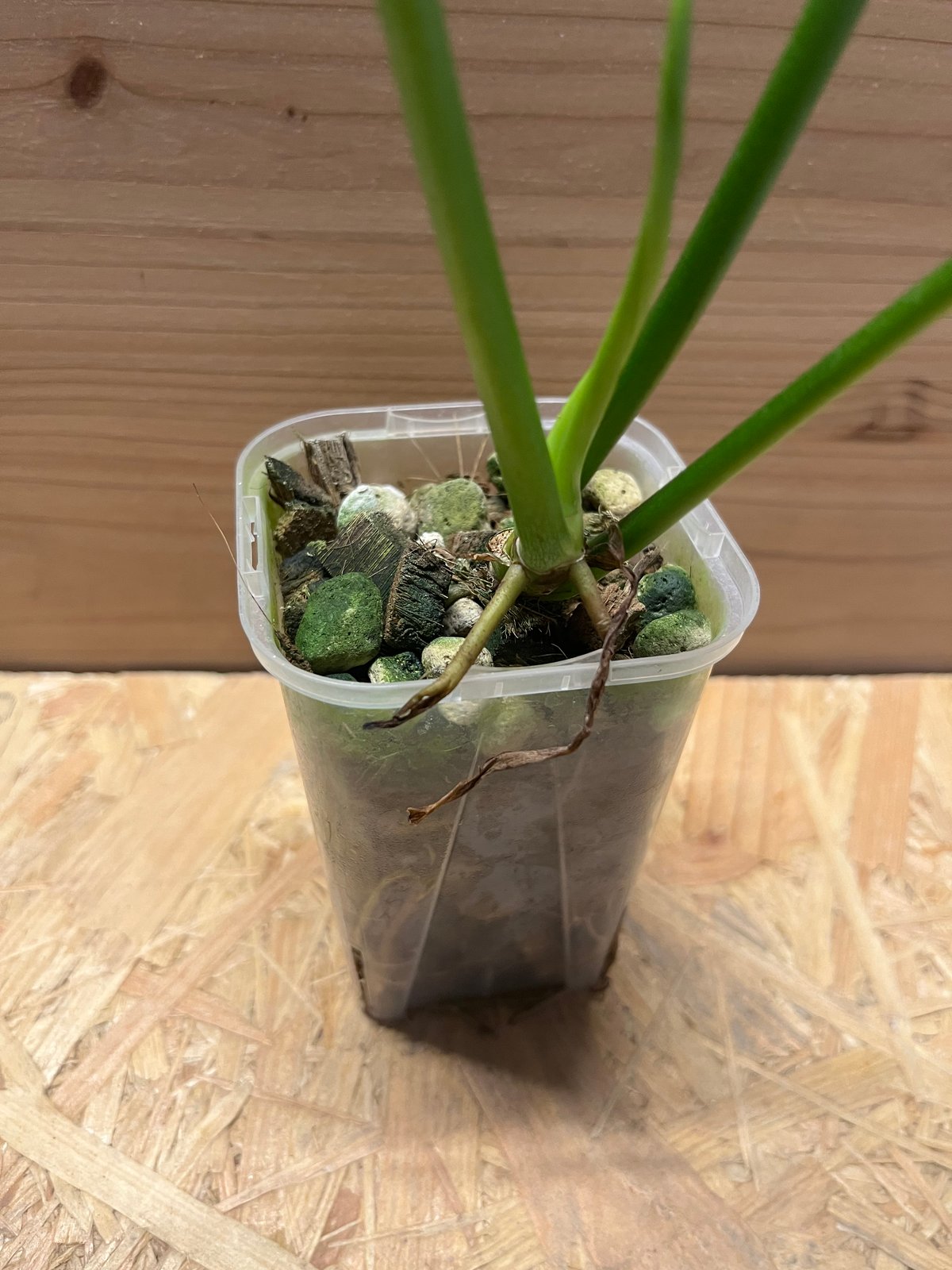 フィロデンドロン ジョーピー | GREEN LUCK